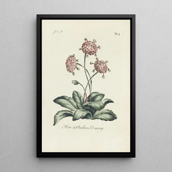 Marguerite hen and chick - Carington Bowles — framed artwork on a wall