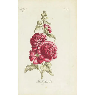 Rose trémière - Carington Bowles — artwork view
