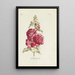 Rose trémière - Carington Bowles — framed artwork on a wall