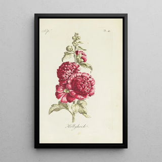 Rose trémière - Carington Bowles — framed artwork on a wall
