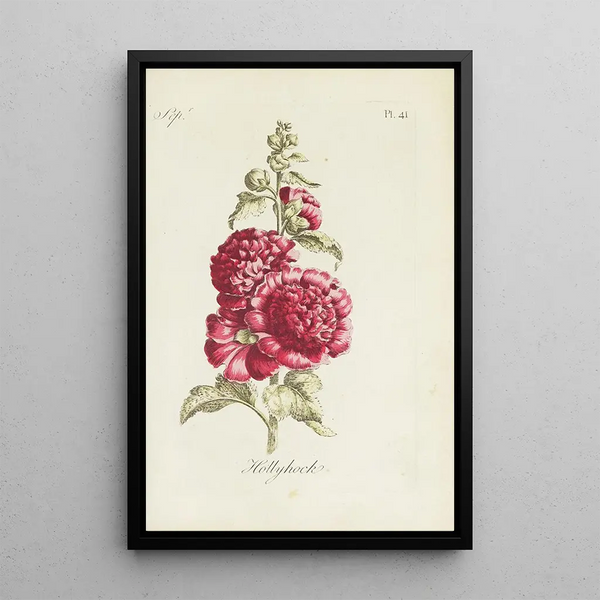 Rose trémière - Carington Bowles — framed artwork on a wall