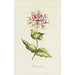 Honeysuckle - Carington Bowles — artwork view