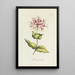 Honeysuckle - Carington Bowles — framed artwork on a wall
