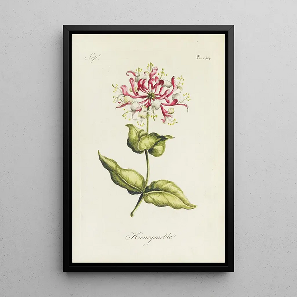 Honeysuckle - Carington Bowles — framed artwork on a wall