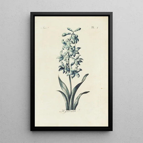 Reproduction of the painting Jacinthe - Carington Bowles