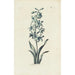 Reproduction of the painting Jacinthe - Carington Bowles