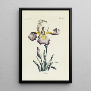 Reproduction of the painting Iris Painting - Carington Bowles