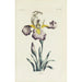 Reproduction of the painting Iris Painting - Carington Bowles