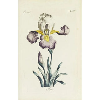Reproduction of the painting Iris Painting - Carington Bowles
