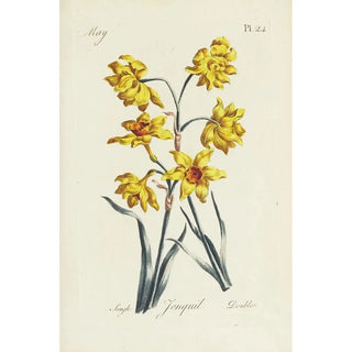 Reproduction of the painting Jonquille - Carington Bowles