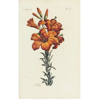 Lys - Carington Bowles — artwork view
