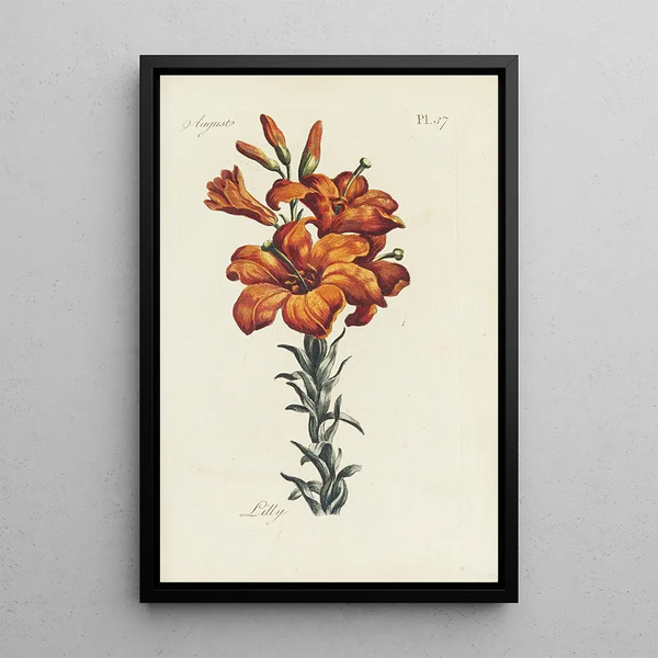 Lys - Carington Bowles — framed artwork on a wall