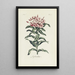 Reproduction of the painting Lychnis - Carington Bowles