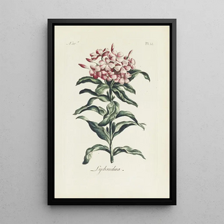 Reproduction of the painting Lychnis - Carington Bowles