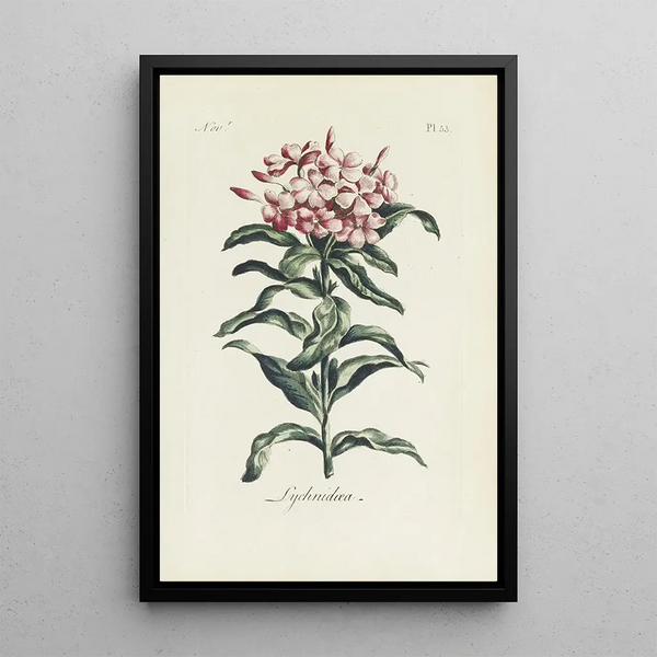Reproduction of the painting Lychnis - Carington Bowles
