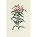 Reproduction of the painting Lychnis - Carington Bowles