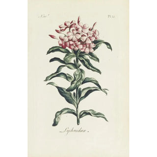 Reproduction of the painting Lychnis - Carington Bowles