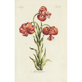 Lis martagon - Carington Bowles — artwork view