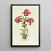 Lis martagon - Carington Bowles — framed artwork on a wall
