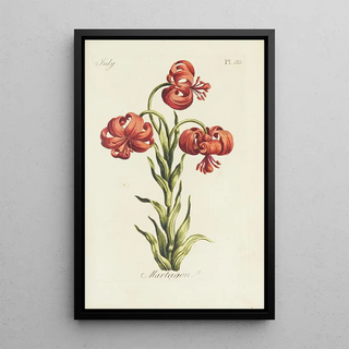 Lis martagon - Carington Bowles — framed artwork on a wall