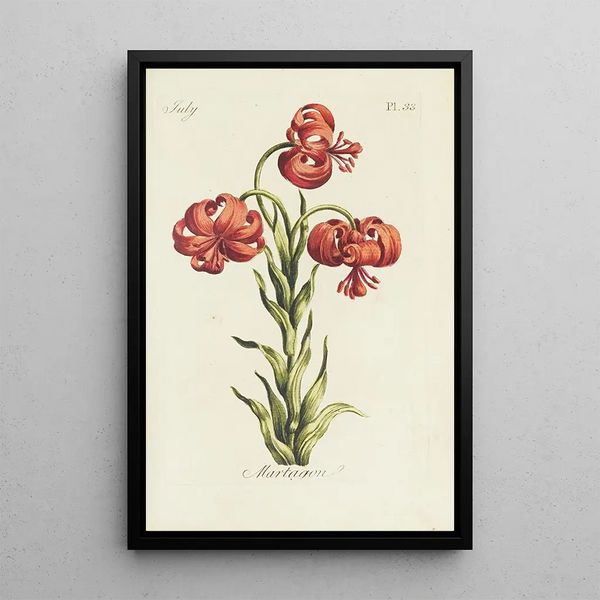 Lis martagon - Carington Bowles — framed artwork on a wall