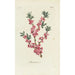 Bois-joli - Carington Bowles — artwork view