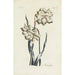 Narcisse - Carington Bowles — artwork view
