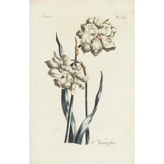 Narcisse - Carington Bowles — artwork view