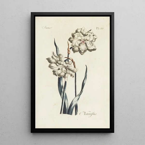 Narcisse - Carington Bowles — framed artwork on a wall