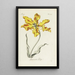Reproduction of the painting Tulip Parrot - Carington Bowles