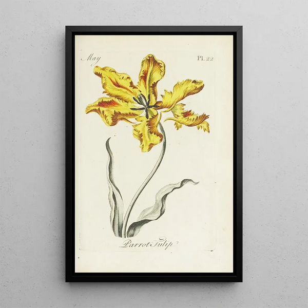 Reproduction of the painting Tulip Parrot - Carington Bowles