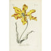 Reproduction of the painting Tulip Parrot - Carington Bowles