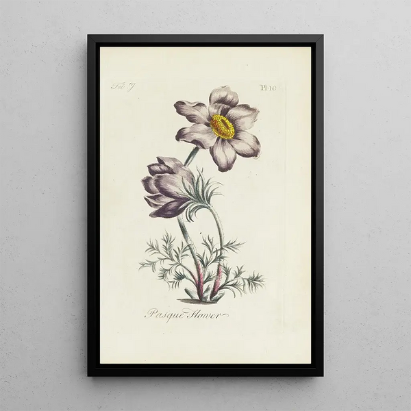 Anémone pulsatille - Carington Bowles — framed artwork on a wall