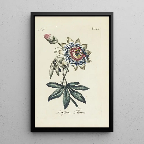 Reproduction of the painting Passiflore - Carington Bowles