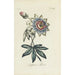 Reproduction of the painting Passiflore - Carington Bowles