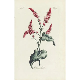 Renouée - Carington Bowles — artwork view