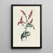 Renouée - Carington Bowles — framed artwork on a wall