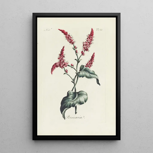 Renouée - Carington Bowles — framed artwork on a wall
