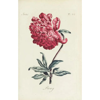 Peony - Carington Bowles — artwork view