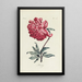 Peony - Carington Bowles — framed artwork on a wall