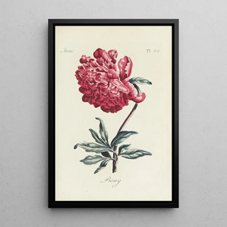 Peony - Carington Bowles — framed artwork on a wall