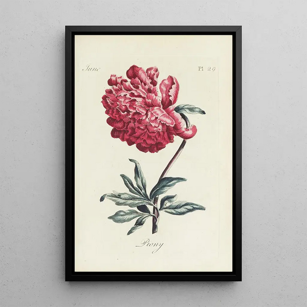 Peony - Carington Bowles — framed artwork on a wall