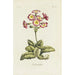 Polianthes - Carington Bowles — artwork view