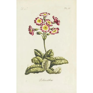 Polianthes - Carington Bowles — artwork view