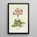 Polianthes - Carington Bowles — framed artwork on a wall