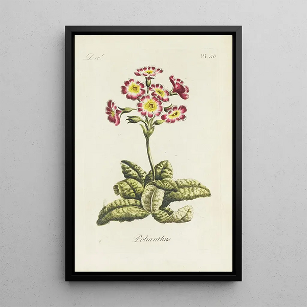 Polianthes - Carington Bowles — framed artwork on a wall