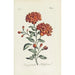 Pomegranate Flower - Carington Bowles — artwork view