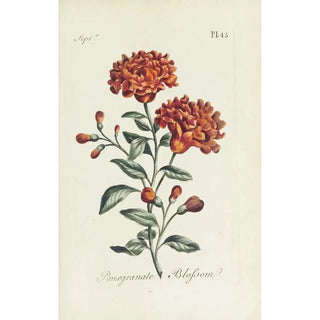 Pomegranate Flower - Carington Bowles — artwork view