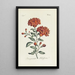 Pomegranate Flower - Carington Bowles — framed artwork on a wall