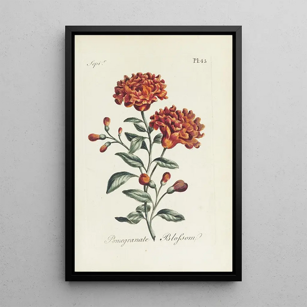 Pomegranate Flower - Carington Bowles — framed artwork on a wall